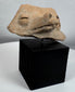 Pre-Columbian animal-form ceramic fragment displaying centuries of burial wear and archaeological character.