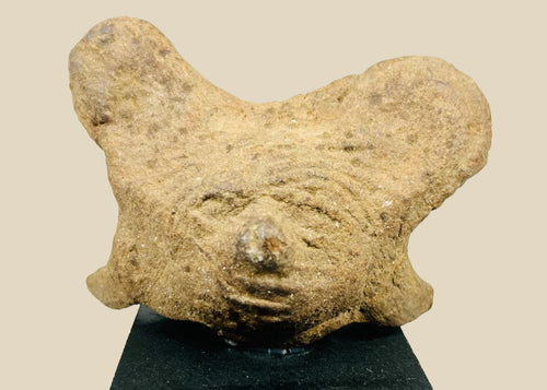 Ancient Pre-Columbian terracotta head fragment from West Mexico shaft-tomb culture, with stylized facial features and burial encrustations, mounted on a black display base, photographed on a white background