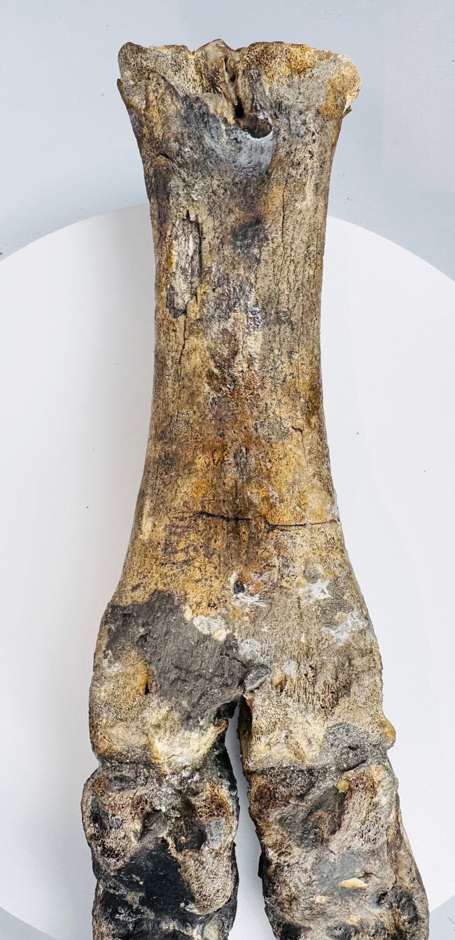 Prehistoric bison subfossil from Doggerland mounted on a modern black metal display stand