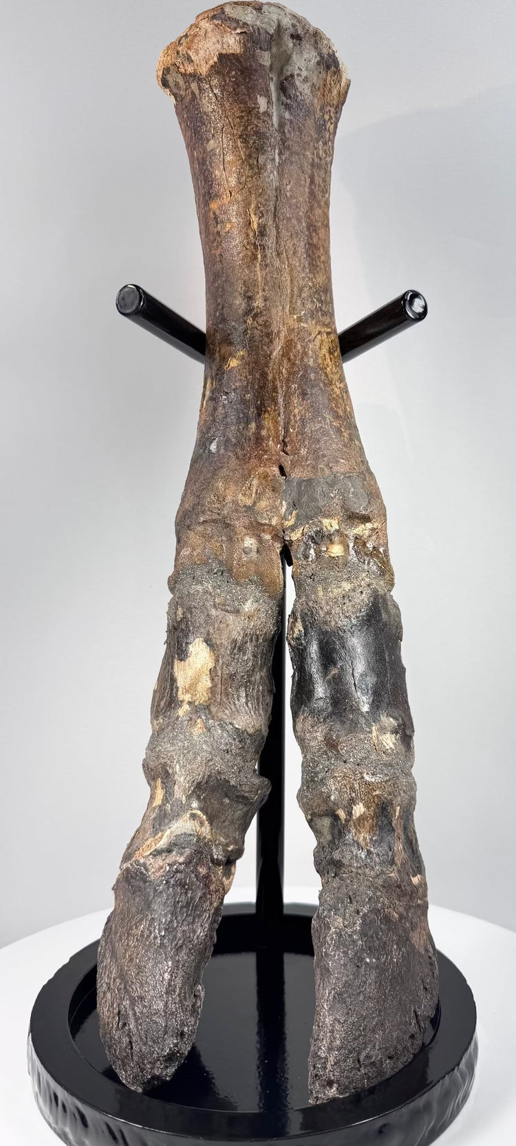 Prehistoric North Sea bison foot preserving substantial anatomical detail from the late Ice Age