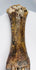 Ice Age European bison foot with preserved paired digits and naturally aged bone texture