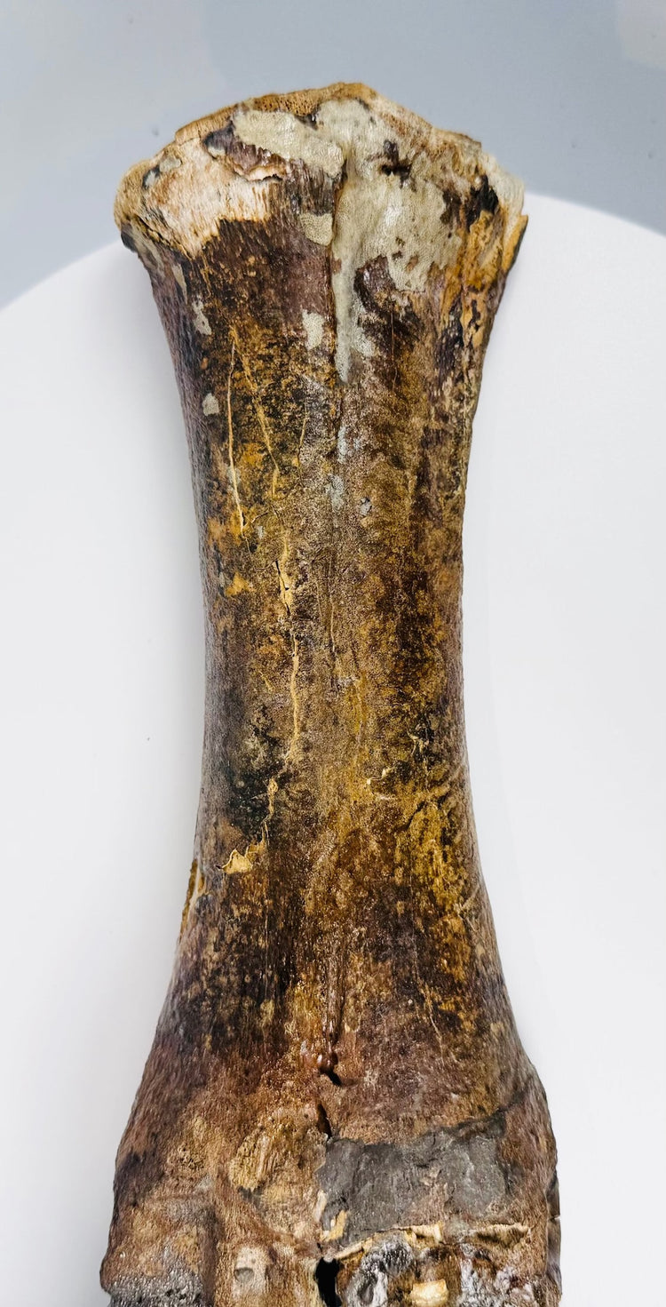 Ice Age European bison foot with preserved paired digits and naturally aged bone texture