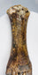 Ice Age European bison foot with preserved paired digits and naturally aged bone texture