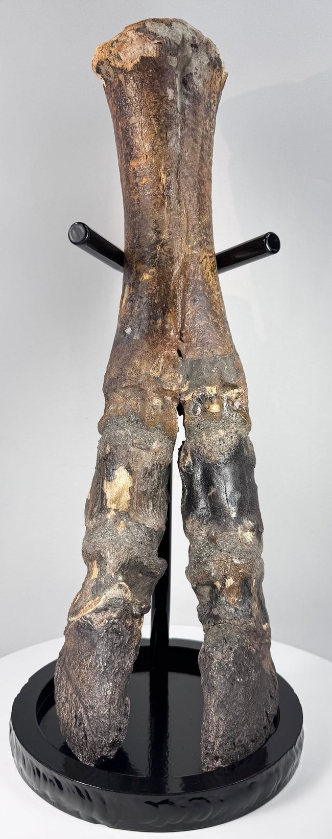 Ancient European bison lower limb specimen with preserved joint structures and terminal digits
