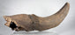 Mineralized prehistoric bison horn core and adjoining skull fragment