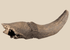 Prehistoric Pleistocene bison fossil horn core with attached partial skull