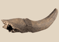 Prehistoric Pleistocene bison fossil horn core with attached partial skull
