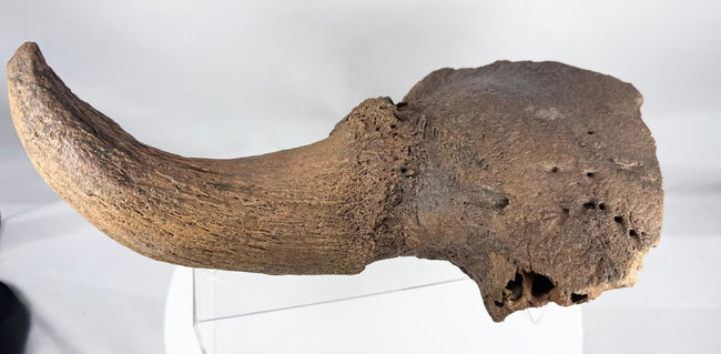 Fossilized bison skull fragment displaying natural cavities and cranial structure