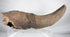 Ice Age bison horn core fossil with preserved partial cranial structure
