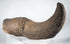 Pleistocene bison horn fossil with rich brown mineral coloration