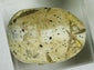 Archaeological Egyptian scarab amulet photographed against neutral background