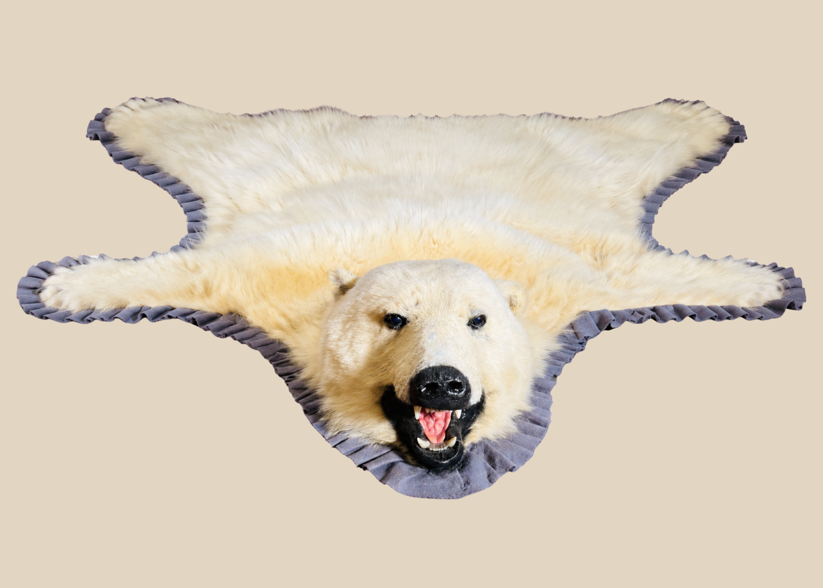 Detailed view of a rare antique polar bear taxidermy rug with ivory fur, mounted head, grey ruffled trim, and natural claws.