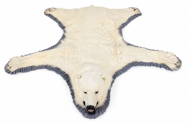Overhead view of a vintage polar bear taxidermy rug with outstretched legs, natural ivory fur, and grey ruffled trim.