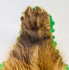 Detailed close-up of early 20th-century wolverine taxidermy rug showing preserved fur texture, dorsal stripe, and felt edging from Northern North America – Relic and Rarity.