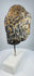 Angled view of mounted Buddha head showing carved hair pattern and weathered stone surface