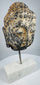 Historic Buddha head sculpture with peaceful expression mounted on a white marble base