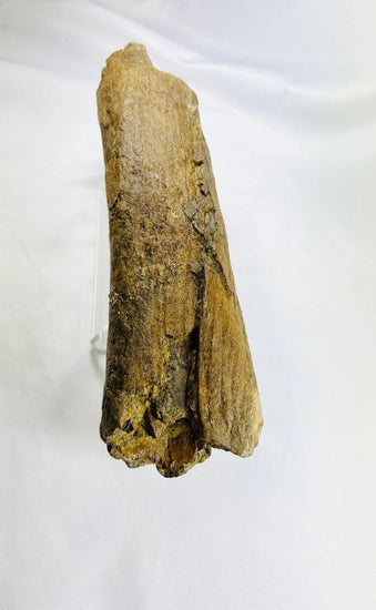 Fossilized theropod dinosaur bone from the Cretaceous Period, approximately 11 inches long, collected in Wyoming, USA, showing natural mineralization and preserved surface texture.