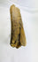 Fossilized theropod dinosaur bone from the Cretaceous Period, approximately 11 inches long, collected in Wyoming, USA, showing natural mineralization and preserved surface texture.