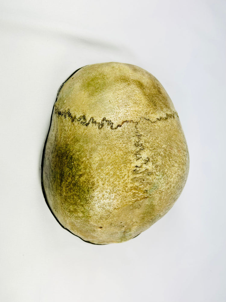 Top view of Tibetan Kapala ritual skull cup showing cranial sutures and natural bone patina, 19th century Buddhist ceremonial vessel.