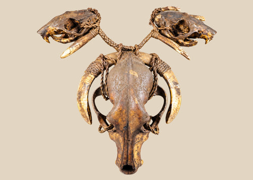 Ethnographic ceremonial necklace featuring a central wild dog skull, flanked by rodent skulls and pig teeth, strung on woven twine, used in shamanic or warrior rituals.