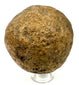 Spherical stone relic with pitted surface on acrylic display stand