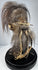 Jivaroan-inspired shrunken head replica displayed beneath a protective glass globe with stitched hide construction and horse hair.