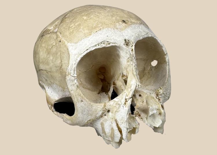 Small primate skull osteological specimen mounted on a custom display base with visible cranial sutures and preserved teeth.