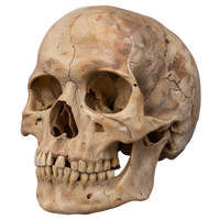 Archaeological human skull representing human remains and anatomical material requiring special international shipping review.