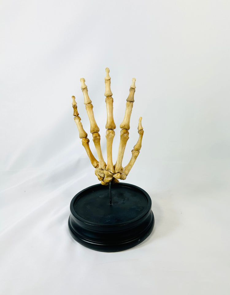 Historic medical teaching model of a human skeletal hand on hardwood base