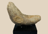 Pre-Columbian ground stone tool mounted for display from ancient Mesoamerican culture