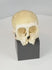 360-degree rotating view of an authentic small primate skull mounted on a custom display base, showcasing preserved dentition, visible cranial sutures, exposed anatomical structures, and naturally aged bone patina. A striking osteological specimen suitable for natural history, anatomical, and cabinet of curiosities collections.