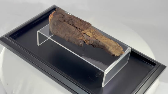 360-degree video of authentic ancient Egyptian mummified hand, 700–200 BCE, verified by DNA and X-ray analysis, showing linen wrappings, preserved fingernails, and desiccated skin on museum-grade display stand.