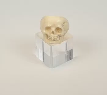 Rotating video of an antique European carved bone memento mori skull ring showing its openwork details, polished surface, and continuous band