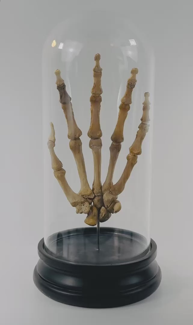 Rotating view of antique articulated human hand skeleton by Adam, Rouilly &amp; Co., London, displayed on hardwood base with glass dome, circa 1900–1930