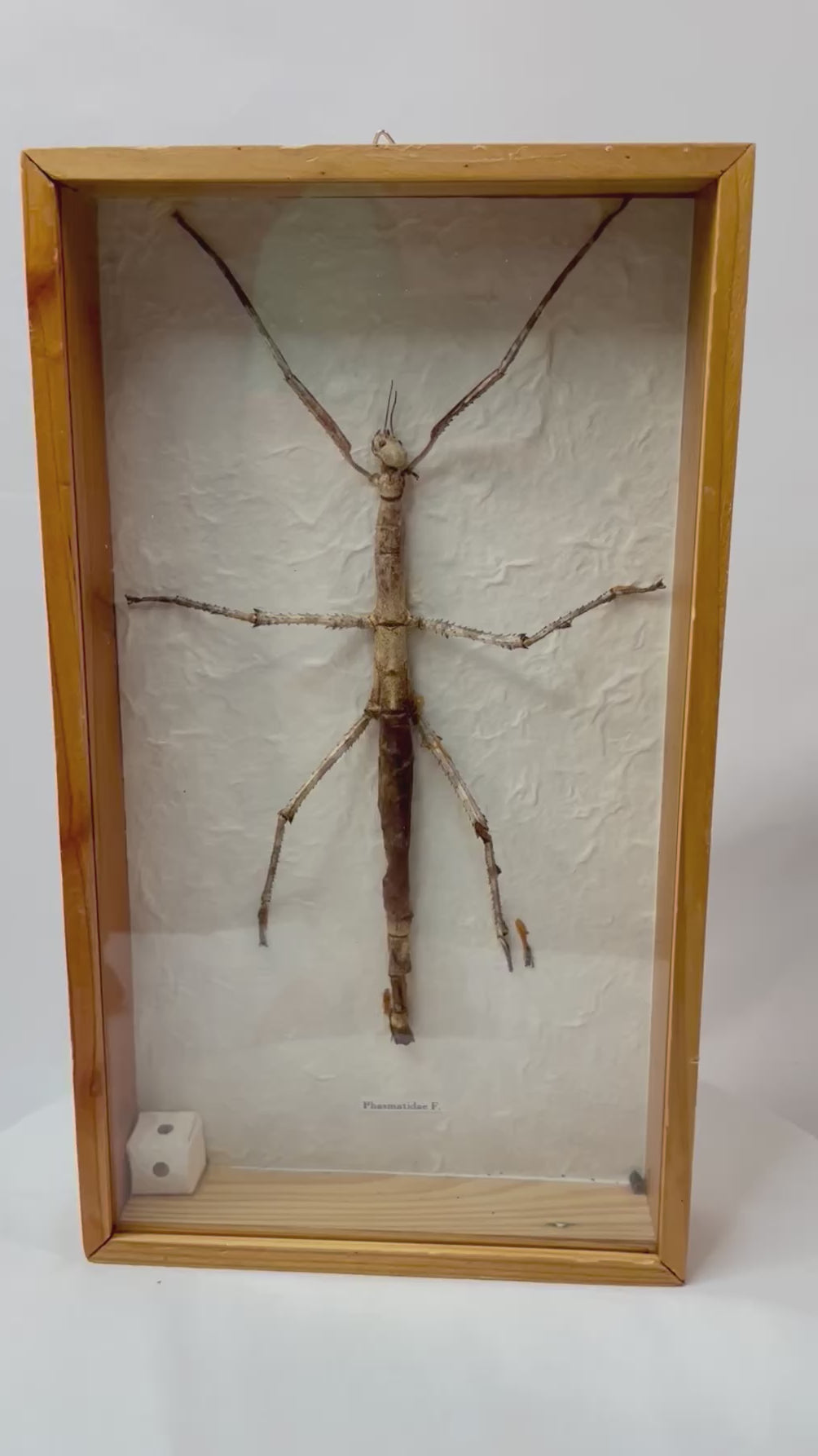 Framed Southeast Asian stick insect specimen (Phasmatidae) mounted in a wooden glass-front case with paper backing, photographed on a white background.