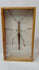 Close-up video of a preserved Southeast Asian stick insect (Phasmatidae) mounted in a wooden glass entomology display frame, highlighting natural camouflage and specimen detail