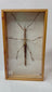 Close-up video of a preserved Southeast Asian stick insect (Phasmatidae) mounted in a wooden glass entomology display frame, highlighting natural camouflage and specimen detail