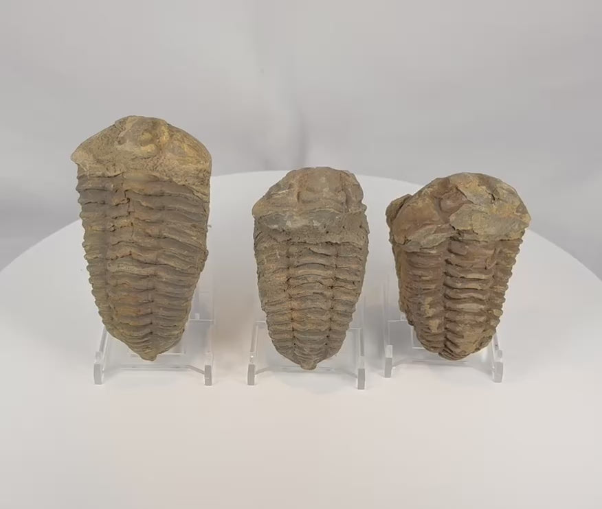 360 degree video of three genuine Paleozoic trilobite fossils showing preserved segmented exoskeletons and natural matrix