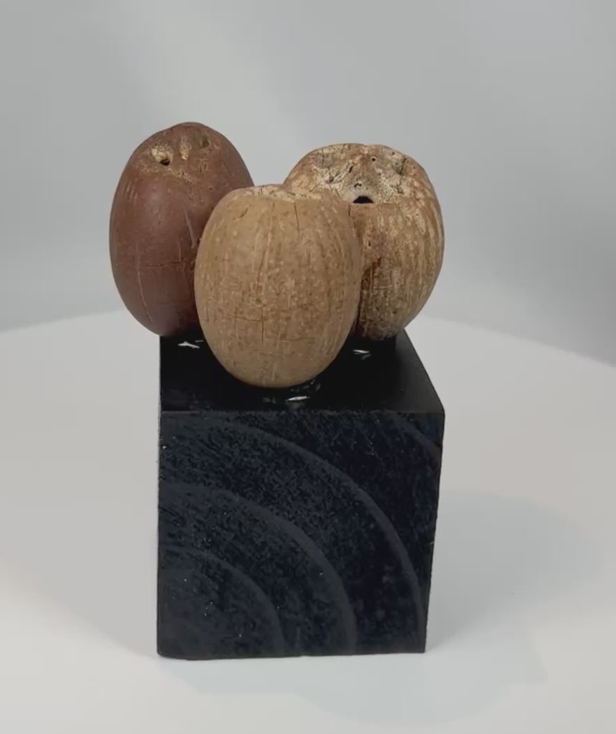 360 degree rotating view of Pre-Columbian modified palm seed pod rattle elements from an ancient ceremonial musical instrument