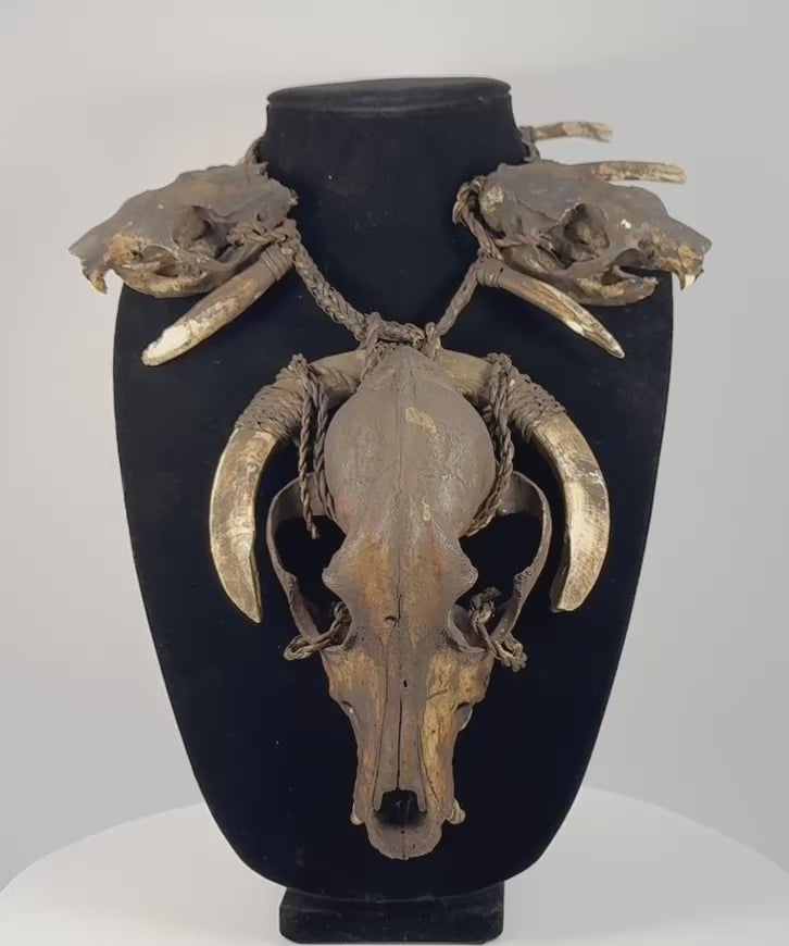 Video of an animal skull necklace on a black display bust, featuring a large central skull, two smaller skulls, curved teeth, and woven twine.