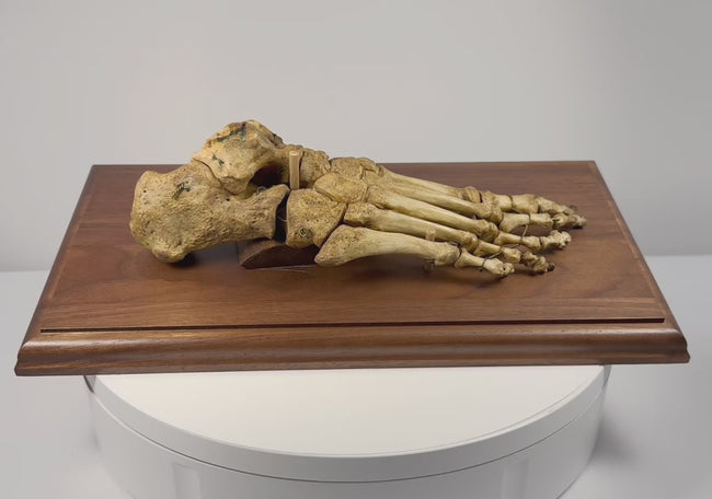 Rotating view of 19th century articulated human foot skeleton on hardwood base showing detailed foot and ankle anatomy