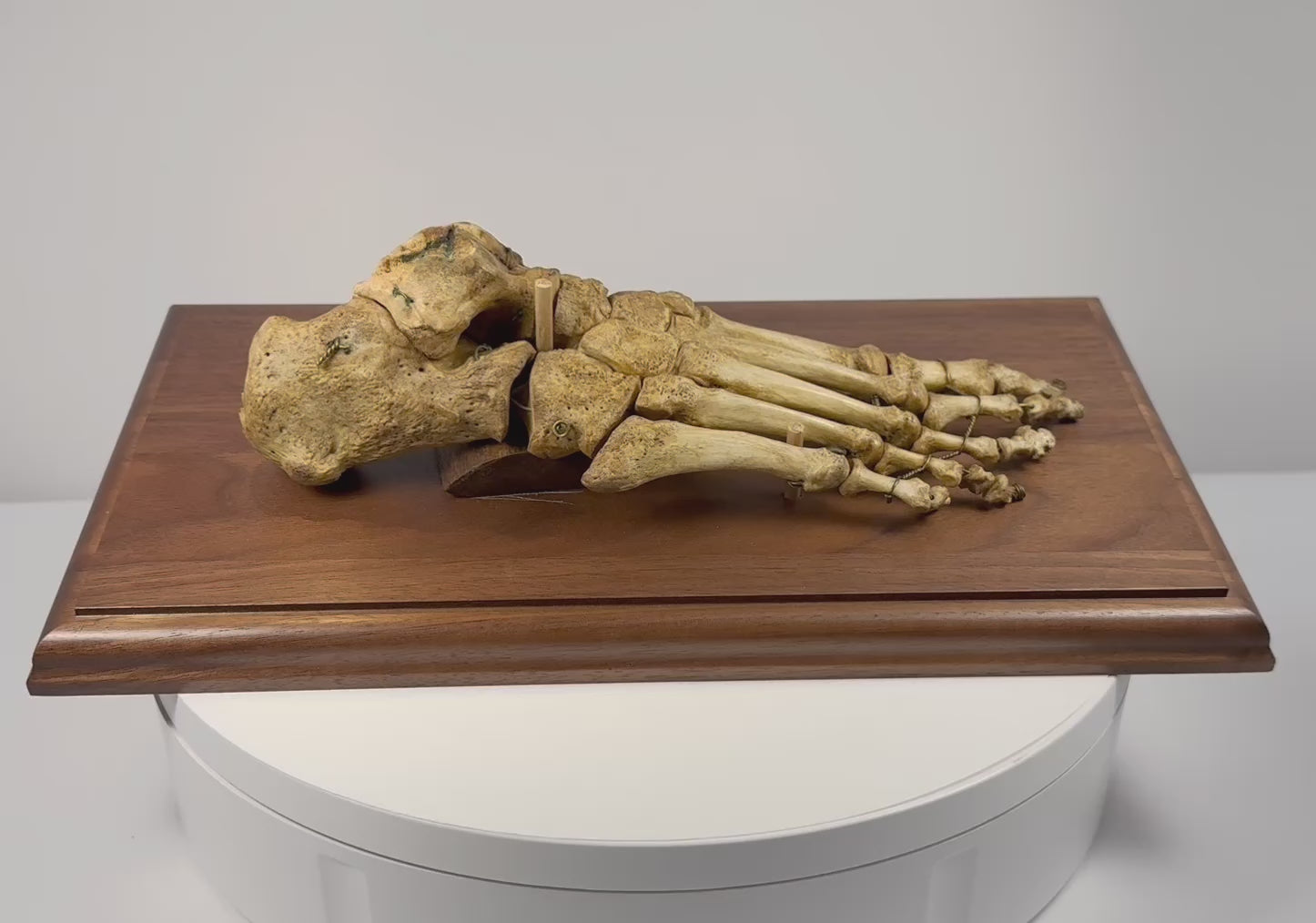 Rotating view of 19th century articulated human foot skeleton on hardwood base showing detailed foot and ankle anatomy