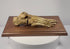 Rotating view of 19th century articulated human foot skeleton on hardwood base showing detailed foot and ankle anatomy