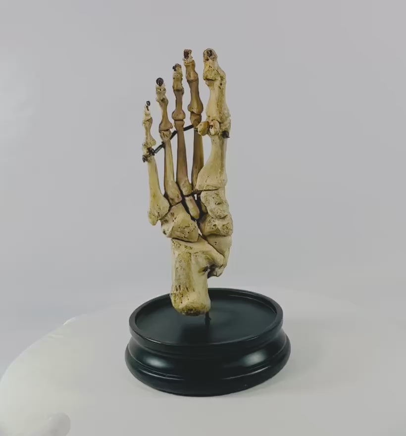 Complete early 20th century human foot skeleton, fully articulated and mounted on a hardwood base under glass dome, prepared by Adam, Rouilly & Co., London, for medical education