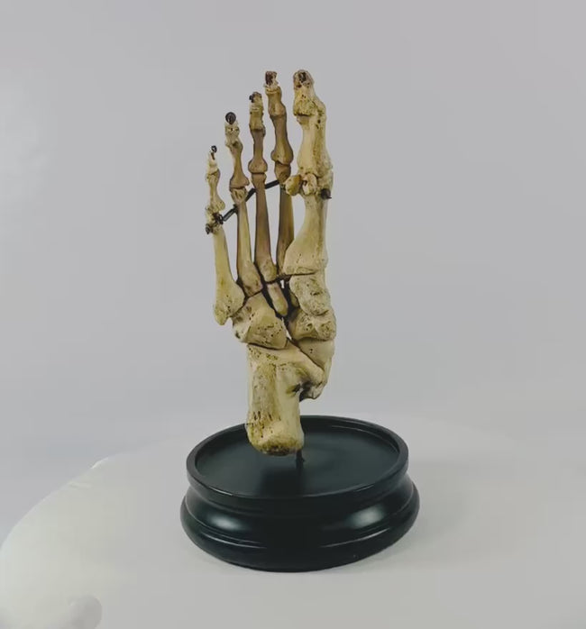 Rotating view of early 20th-century human skeletal foot mounted under glass dome by Adam, Rouilly & Co., London—museum-grade anatomical teaching specimen offered by Relic and Rarity.