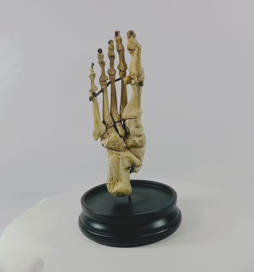 Complete early 20th century human foot skeleton, fully articulated and mounted on a hardwood base under glass dome, prepared by Adam, Rouilly & Co., London, for medical education