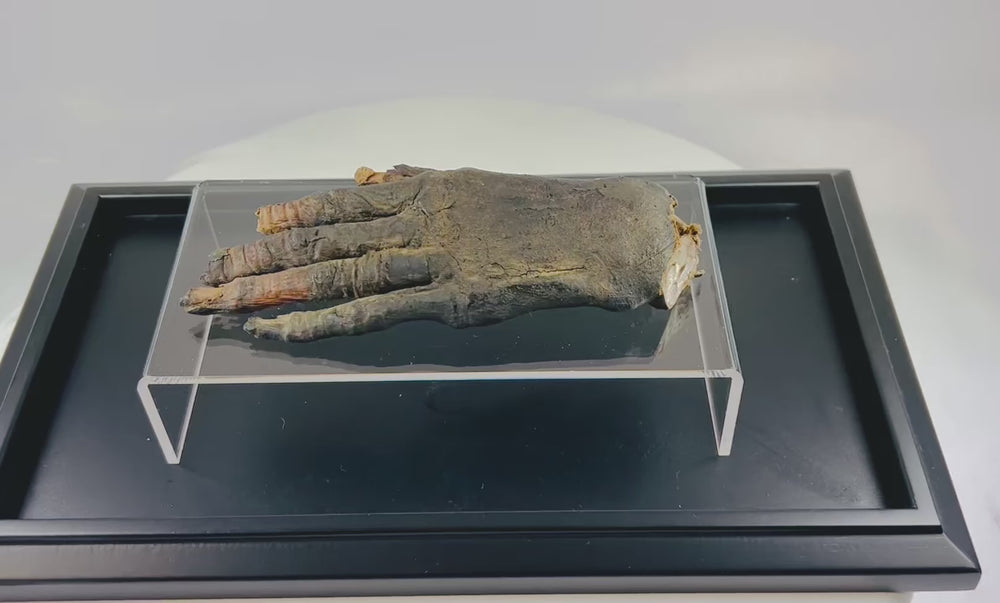 Close-up video of an authentic ancient Egyptian mummified hand (700–200 BCE), displayed on a clear acrylic stand, showcasing preserved skin and bone detail — verified artifact offered by Relic and Rarity.