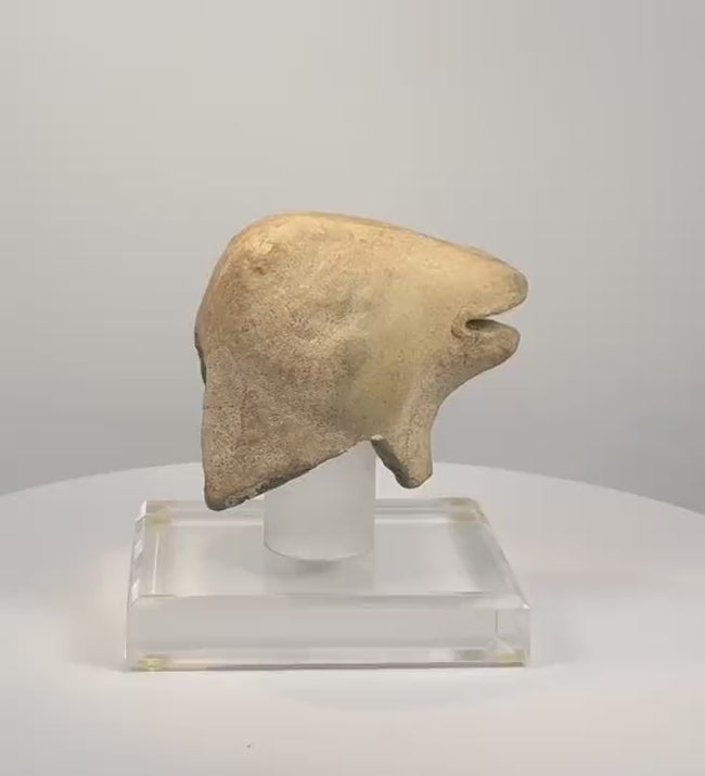 Rotating video of an ancient Mediterranean zoomorphic vessel fragment, attributed as a ram-head rhyton spout, circa 7th–4th century BCE, featuring a projecting muzzle, open mouth, hollow underside, weathered buff-coloured surface, and mineral-like deposits.