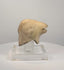 Rotating video of an ancient Mediterranean zoomorphic vessel fragment, attributed as a ram-head rhyton spout, circa 7th–4th century BCE, featuring a projecting muzzle, open mouth, hollow underside, weathered buff-coloured surface, and mineral-like deposits.