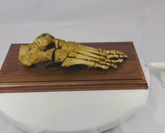 Articulated 19th century human foot skeleton mounted on polished hardwood base, with wired bones preserving natural anatomical structure for medical study and educational purposes